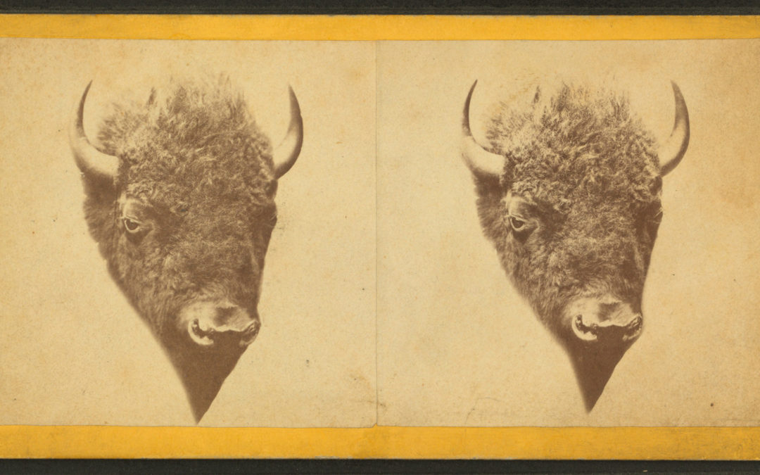 Stereo Buffalo